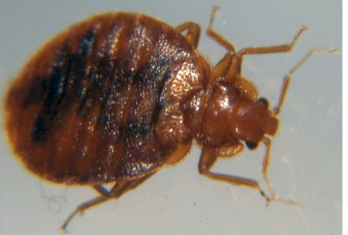 Clark treats bed bugs like this one.