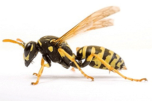 Wasp wasp