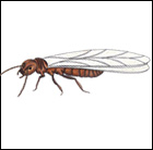 drywood termite