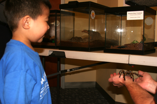 Reuben viewing a tarantula from the Clark Pest Bug Zoo
