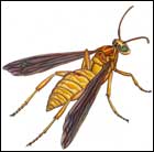 paper wasp