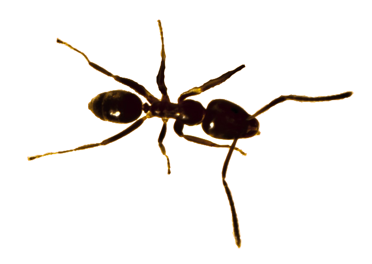 Argentine Ant