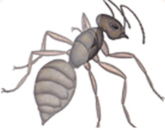 Carpenter Ant