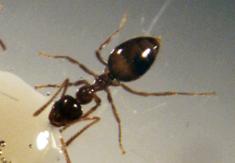 Photo of ant.
