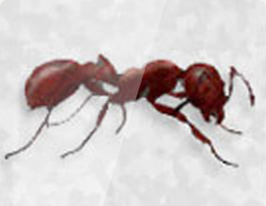 Southern Fire Ant