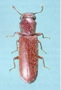 Powderpost Beetle