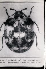 Varied Carpet Beetle