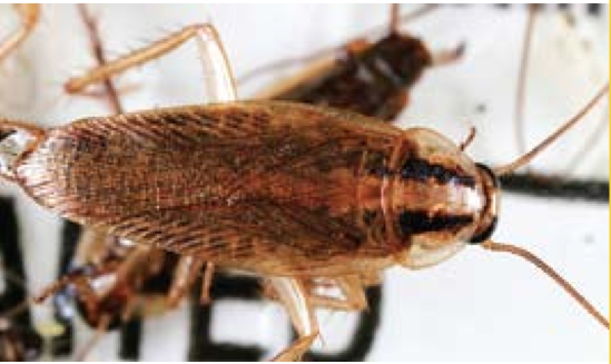 Cockroach_German