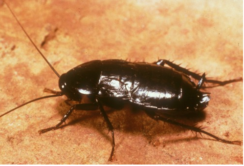 Cockroach_Oriental