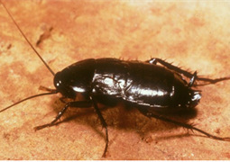 Cockroach_Oriental