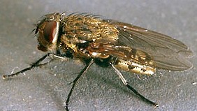 Fly_Cluster