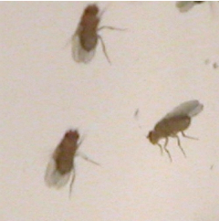 Photo of fruit fly. Clark treats all flying pests!