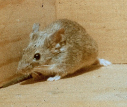 Rodent_HouseMouse