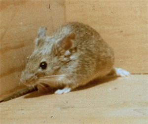 Rodent_HouseMouse Rodent_HouseMouse