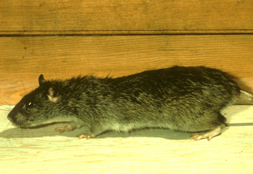 Rodent_NorwayRat