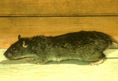 Photo of Norway rat.