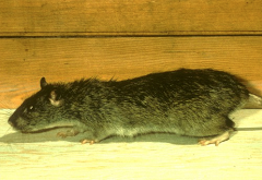 Rats like this one can be destructive. Let Clark Pest exterminate your rat problem.