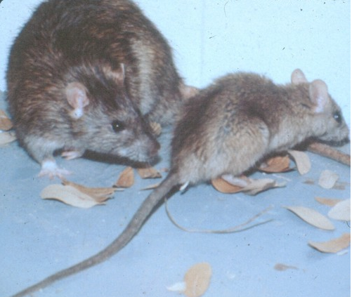 Rodent_RoofRat