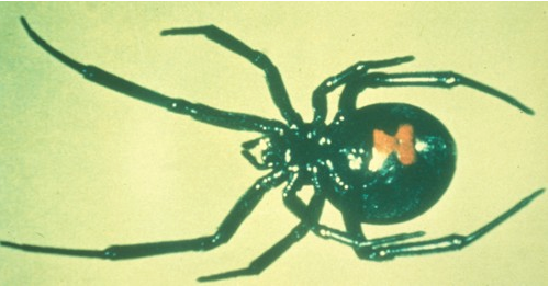Spider_BlackWidow