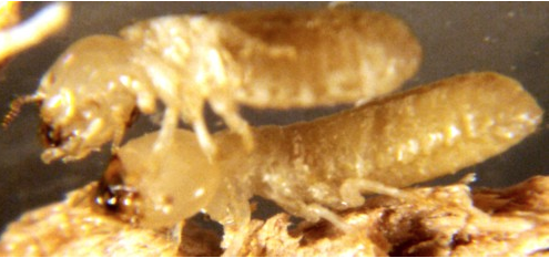 Termite_Drywood Termite_Drywood