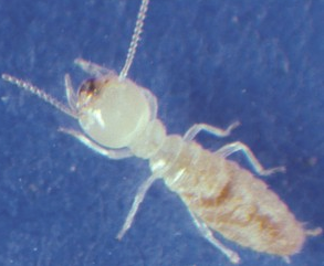 Termite_Subterranean Termite_Subterranean
