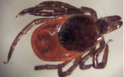 Tick_WesternBlacklegged