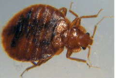 TrueBug_BedBug TrueBug_BedBug