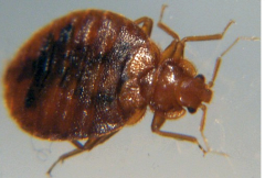 Clark Pest Control in San Diego treats bed bugs like this one.