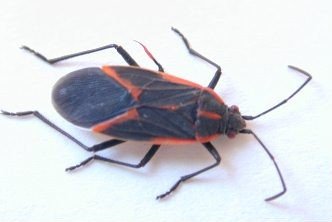 Western Boxelder Bug| Clark Pest Control