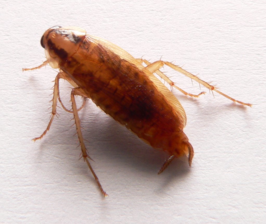 German Cockroach (Blattella germanica)