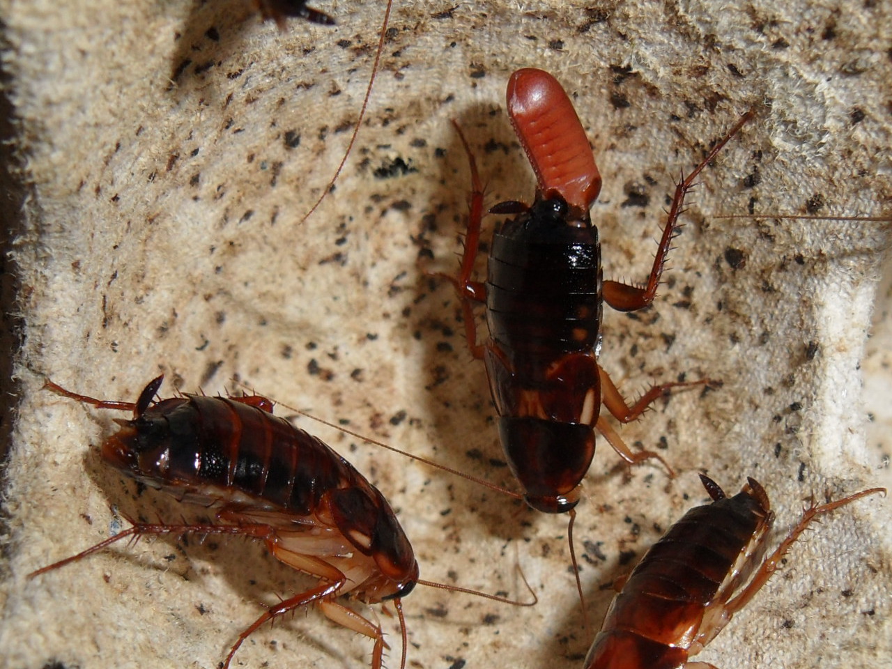Turkestan Cockroach (Blatta lateralis)