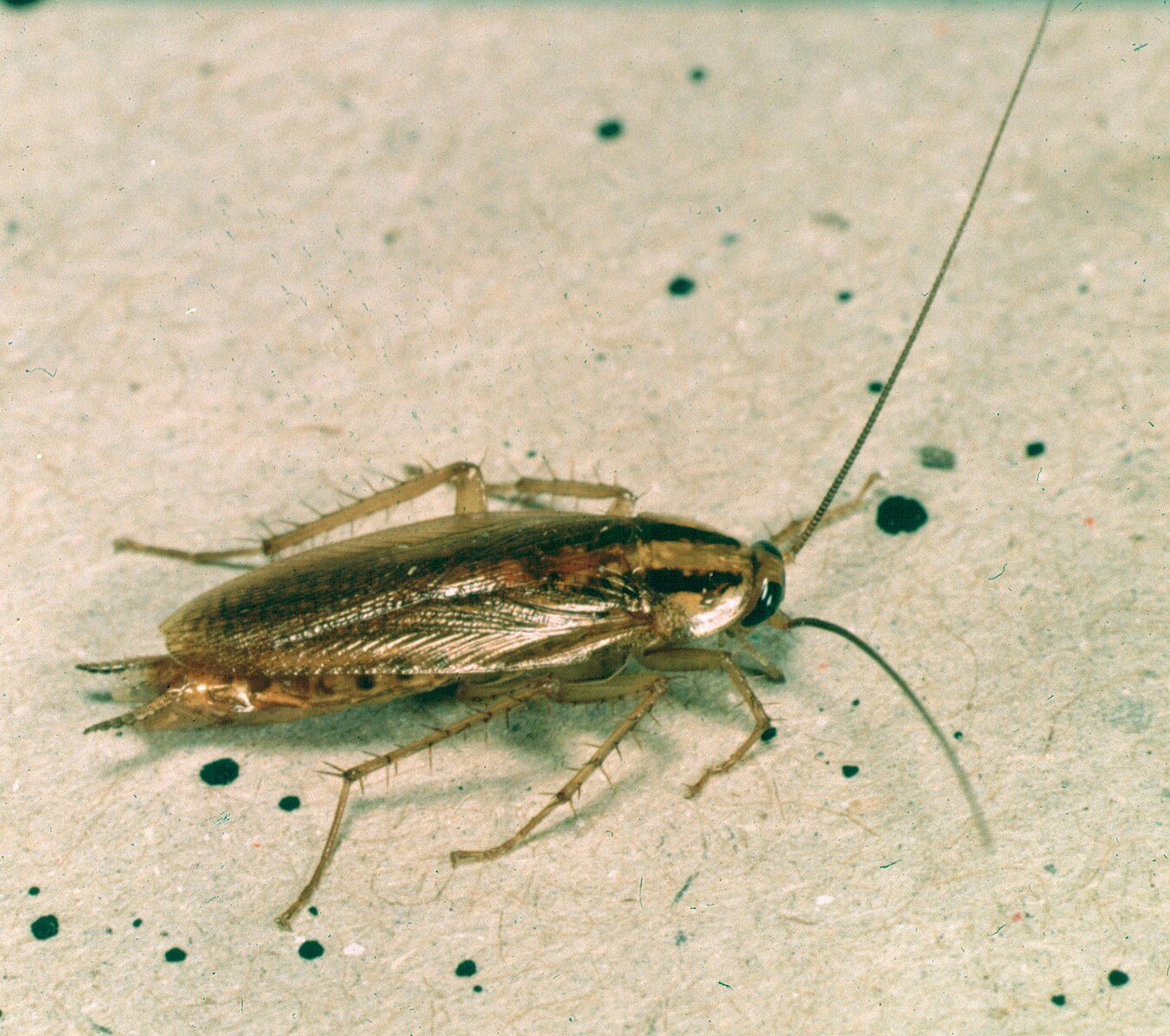 Blattella germanica (German Cockroach)