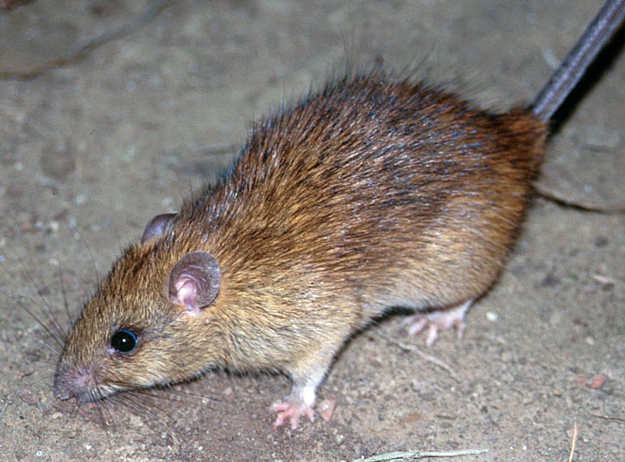 Black Rat (Roof Rat) climbing branch