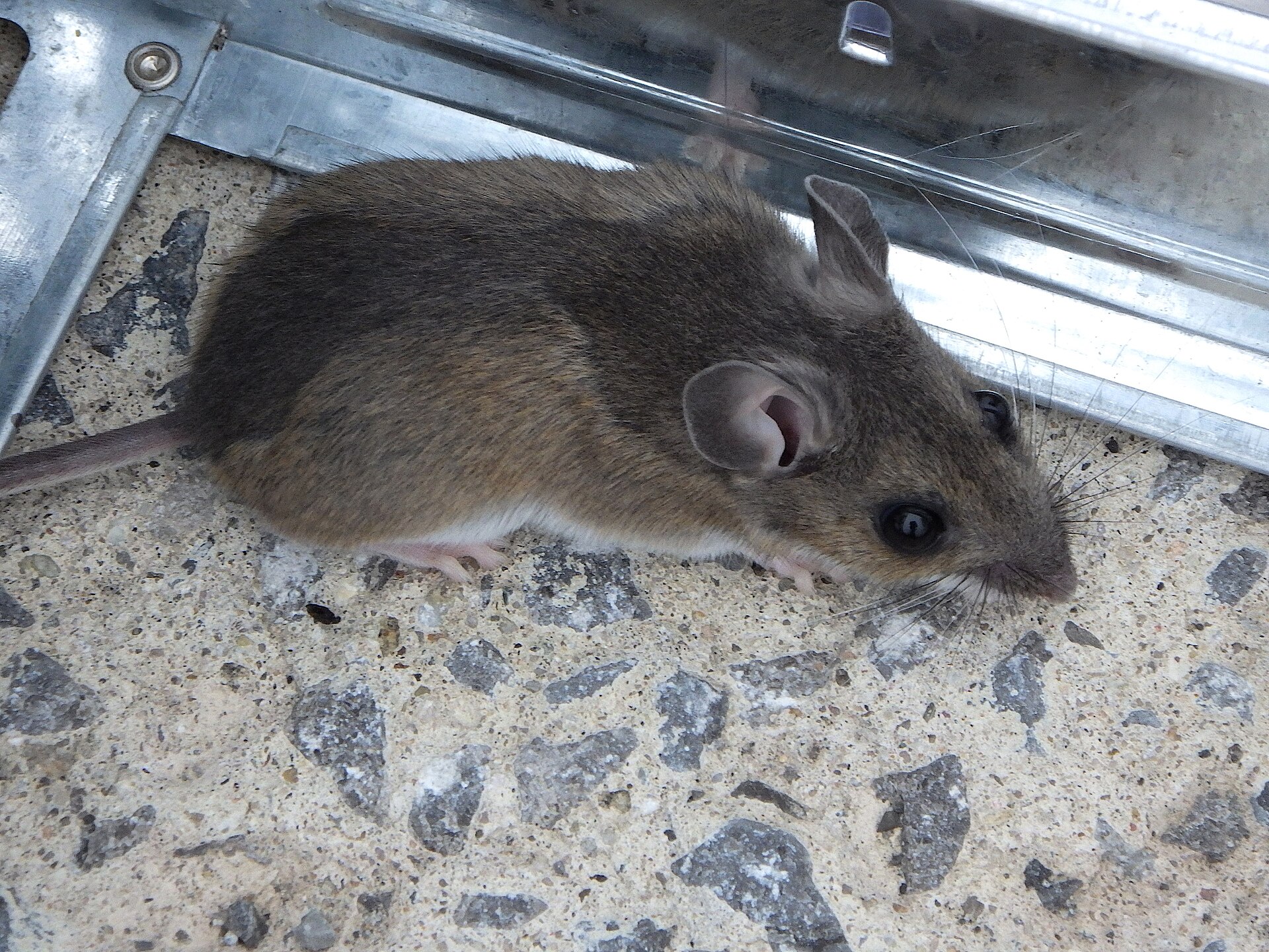 House mouse (Mus musculus) near trap