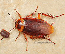 American-Cockroach