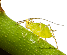 Aphid