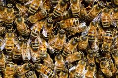 Let Clark Pest Control bee your beehive removal company.
