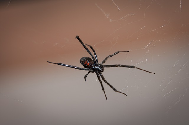 Black Widow Spiders