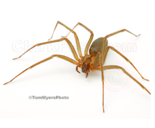 Brown Recluse Spider