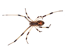 brown widow