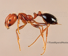 California Fire Ant