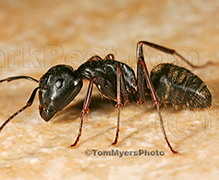 Carpenter Ant