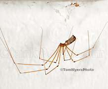 Cellar Spider