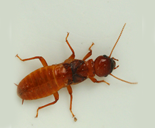 Dampwood Termite