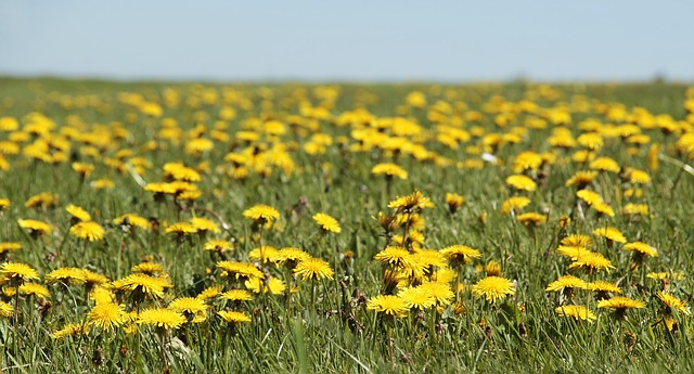 Clark Pest offers weed control services.