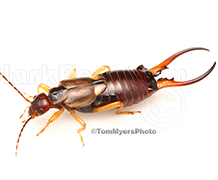 Earwig