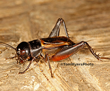 Field cricket