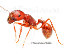 harvester-ant