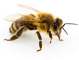 Honeybee