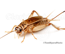 House Cricket